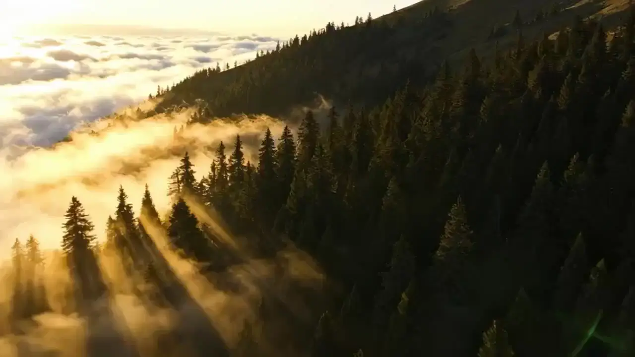 Sample video preview